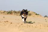 BORDER COLLIE 403